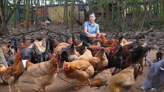 Selling Wild Chickens Deworming Puppies and Making Feeding Troughs for Wild Boars Life in Forest [upl. by Egwin]