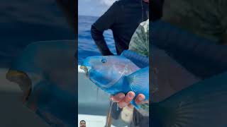 fishing parrotfish fish colorfullfish ocean polarblueparrotfish bloodparrotfish fishinglife [upl. by Yur]