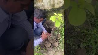 How to force a kiwi plant for growth in 48 degree gardening plants anjrural fruit [upl. by Zetnwahs]