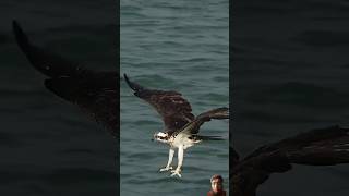 Falcon attack on fish [upl. by Ray]