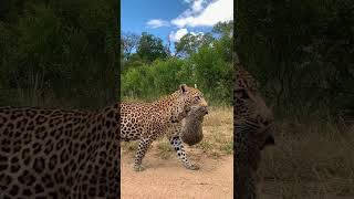 Leopard Carries Newborn Cub to Safety [upl. by Aneeroc940]