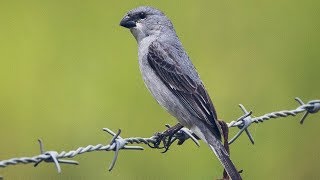 Patativa cantando Sporophila plumbea [upl. by Bazluke]