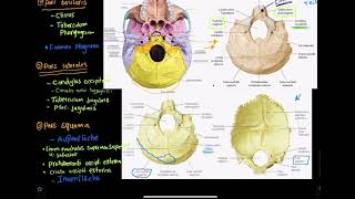 08 Anatomie Os occipitale  Hinterhauptsbein [upl. by Leihcey]