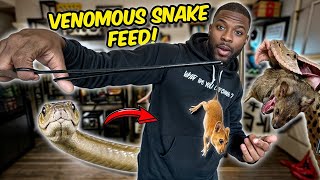 Feeding All Of My VENOMOUS snakes [upl. by Tigram]