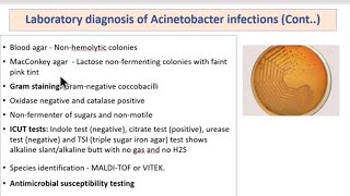 Pseudomonas Acinetobacter Burkholderia Clinical Diagnosis  Treatment  MICROBIOLOGY [upl. by Cowen637]