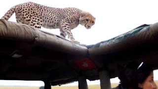 WILD Hissing Cheetahs on our Jeep [upl. by Richel]