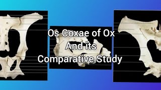 Anatomy of Os Coxae  Part 2  ANATOMY by Dr Payal Jain  NDVSU 1st Year Lecture [upl. by Blayne]