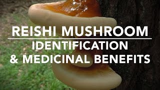 Reishi Mushroom Ganoderma tsugae Identification And Medicinal Benefits With Adam Haritan [upl. by Retnuh34]