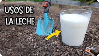 LECHE PARA LAS PLANTAS  7 Usos INCREIBLES Para Plantas Y El Huerto  La Huertina De Toni [upl. by Haeluj986]