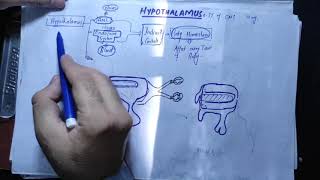 Neuronantomy Chapter 13 part 1Hypothalamusconnections of HypothalamusFunction of Hypothalamus [upl. by Ednutabab]