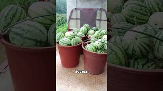 Why This Farmer Secures Watermelons with Bamboo [upl. by Mateusz]