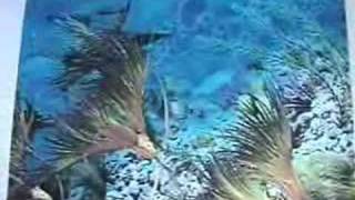 Introduction to Fossil Crinoids part 1 [upl. by Leopold]