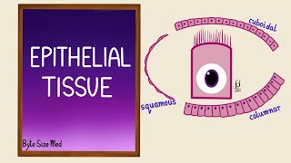 Epithelial Tissue  Epithelial cells  Classification  Histology [upl. by Horton]