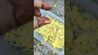 Growing Marigold seeds gardening short videos Udhyan86 [upl. by Enelav]