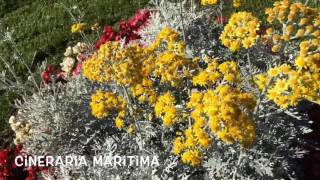 Cineraria maritima Garden Center online Costa Brava  Girona [upl. by Ahtibat]