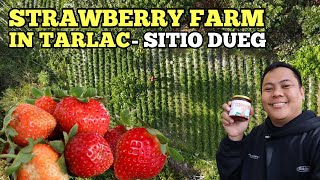 Strawberry Farm in Tarlac  Dueg San Clemente Tarlac  Exploring Tarlac [upl. by Heti64]