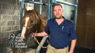 Gastric Ulcers in Horses [upl. by Elleoj420]