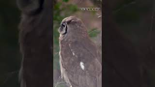 Verreauxs Eagle Owl Perched On A Tree [upl. by Lozano]