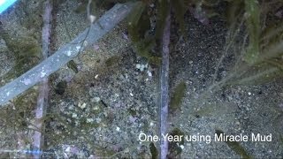 Ecosystem MiracleMud  A Year ReefKeeping Video Podcast by AmericanReef  Start a Saltwater Aquarium [upl. by Nomra]