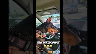 Doberman says quotLeave Nowquot [upl. by Chellman]