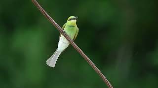 Green Bee Eater [upl. by Sajovich763]