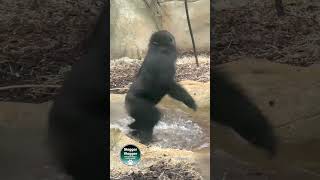 Hilarious Gorilla Dancing in the Pool [upl. by Ellenor]