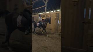 very excited for nationals horse saddleseat saddlebred fypシ゚viral [upl. by Cheatham]