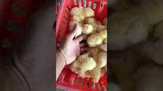 Broiler poultry farming  integrated poultry farming [upl. by Manuel]