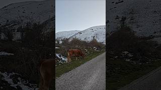 sound of cowbells cows grazing abruzzo 💚 [upl. by Macdonell]