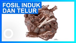 Fosil Oviraptorosaurus Sambil Mengerami Telur Pertama Kali Ditemukan  TomoNews [upl. by Syhr]