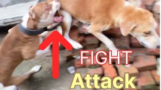 Pitbull ki fight ho gai 😢🥵 Pitbull Dog Fight [upl. by Asta]