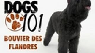 Dogs 101  Bouvier Des Flandres [upl. by Alvita]