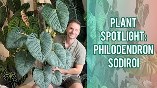 The perfect heartshaped leaves  Philodendron sodiroi  Plant Spotlight amp Care Guide [upl. by Naitsabas726]