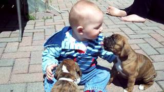 Boxer puppies and baby [upl. by O'Carroll]