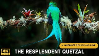 The Resplendent Quetzal A Harbinger of Luck and Love  AMAZING bird [upl. by Tilden219]