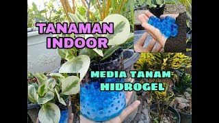 TANAMAN INDOOR MENGGUNAKAN MEDIA TANAM HIDROGEL [upl. by Eetnuahs439]