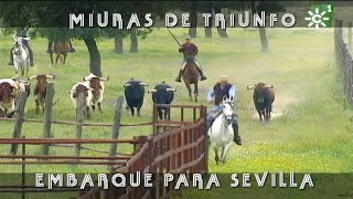 Toros de Miuras de triunfo embarque para la Maestranza de Sevilla 2018  Toros desde Andalucía [upl. by Christabelle]