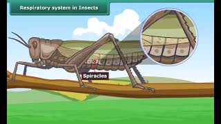 Respiratory system in Insects  Class 7  Science [upl. by Kwarteng]