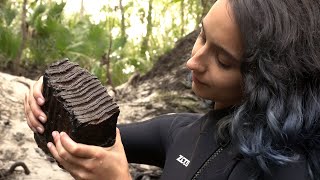 We Found a MAMMOTH TOOTH while Scuba Diving in Florida [upl. by Neelloc]