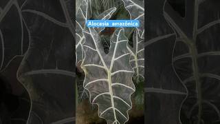 Alocasia amazónica planta de interior alocasiaamazonica plantasdeinterior floreslindas flowers [upl. by Proudfoot]