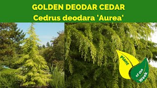 GOLDEN DEODAR CEDAR  Cedrus deodara Aurea by Monrovia [upl. by Garrett759]