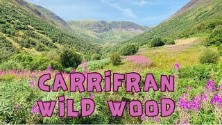 Carrifran Wildwood  Moffat  Scotland [upl. by Melessa]