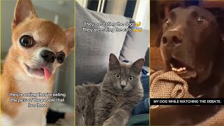 Best Pet reactions  theyre eating the pets 😂Donald trump funny cat dog reaction pets [upl. by Arocat]