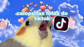 calopsitas fofas e engraçadas do tiktok [upl. by Isawk]