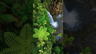 Mother Nature  water fall  Rainforest [upl. by Lennahs]