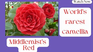 RAREST CAMELLIA  MIDDLEMISTS RED [upl. by Inglebert]