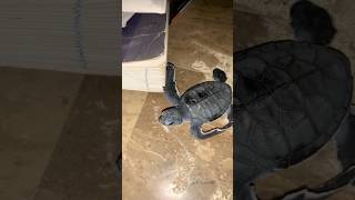 Black Turtle 🐢 turtle trending turtlelover seaturtles trendingshorts petvlog [upl. by Adnouqal]