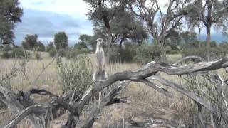 Research suggests meerkat predatorscanning behaviour is altruistic [upl. by Annayar]