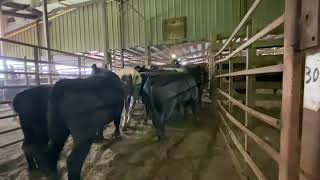 8 weight steers in barn 71624 [upl. by Anyl]