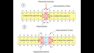 Propagation de linflux message nerveux  SVT BAC Avec soustitres [upl. by Annaj455]